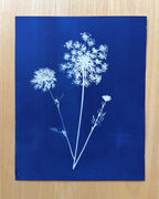 Summer Lace no. 2