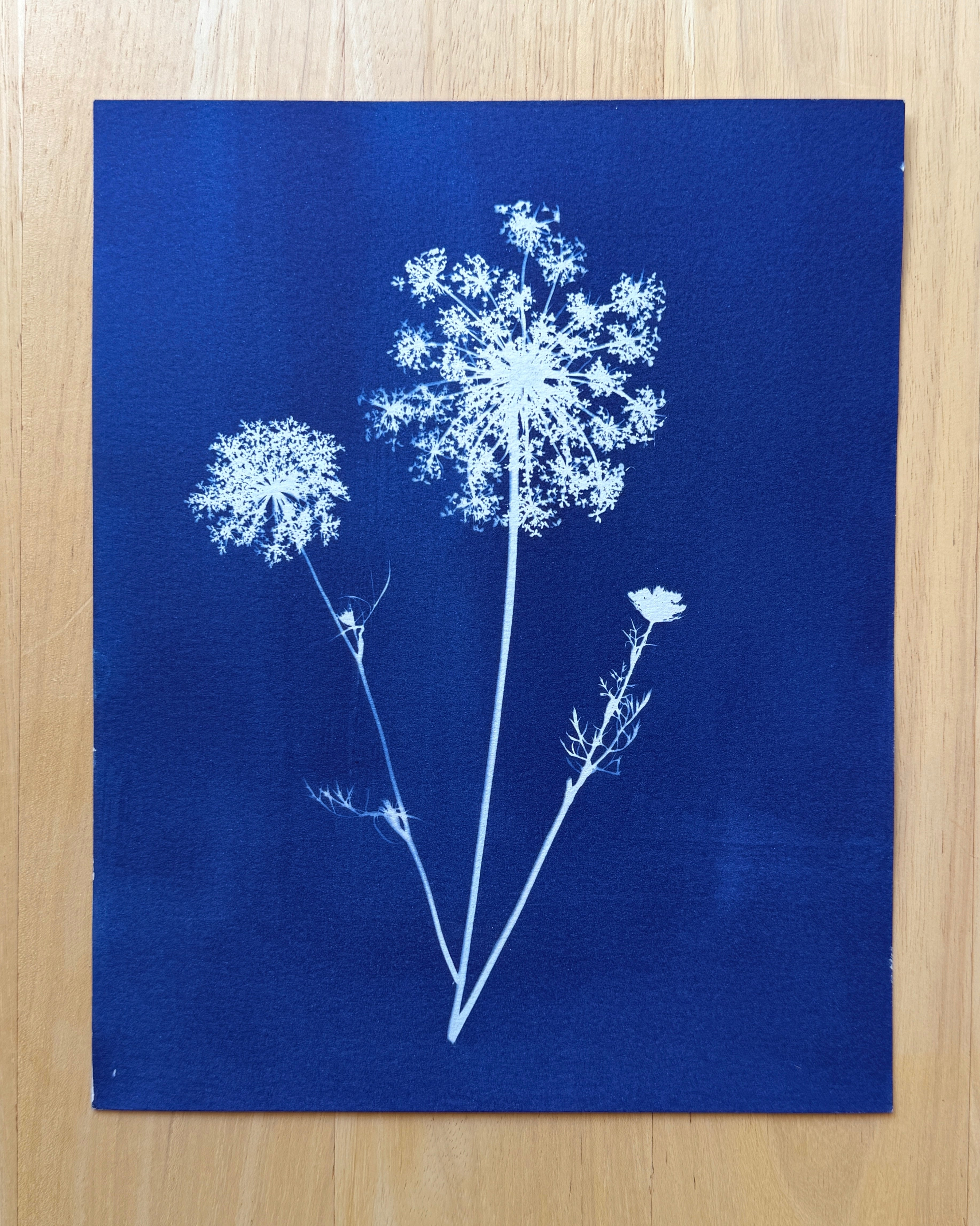 Summer Lace no. 2