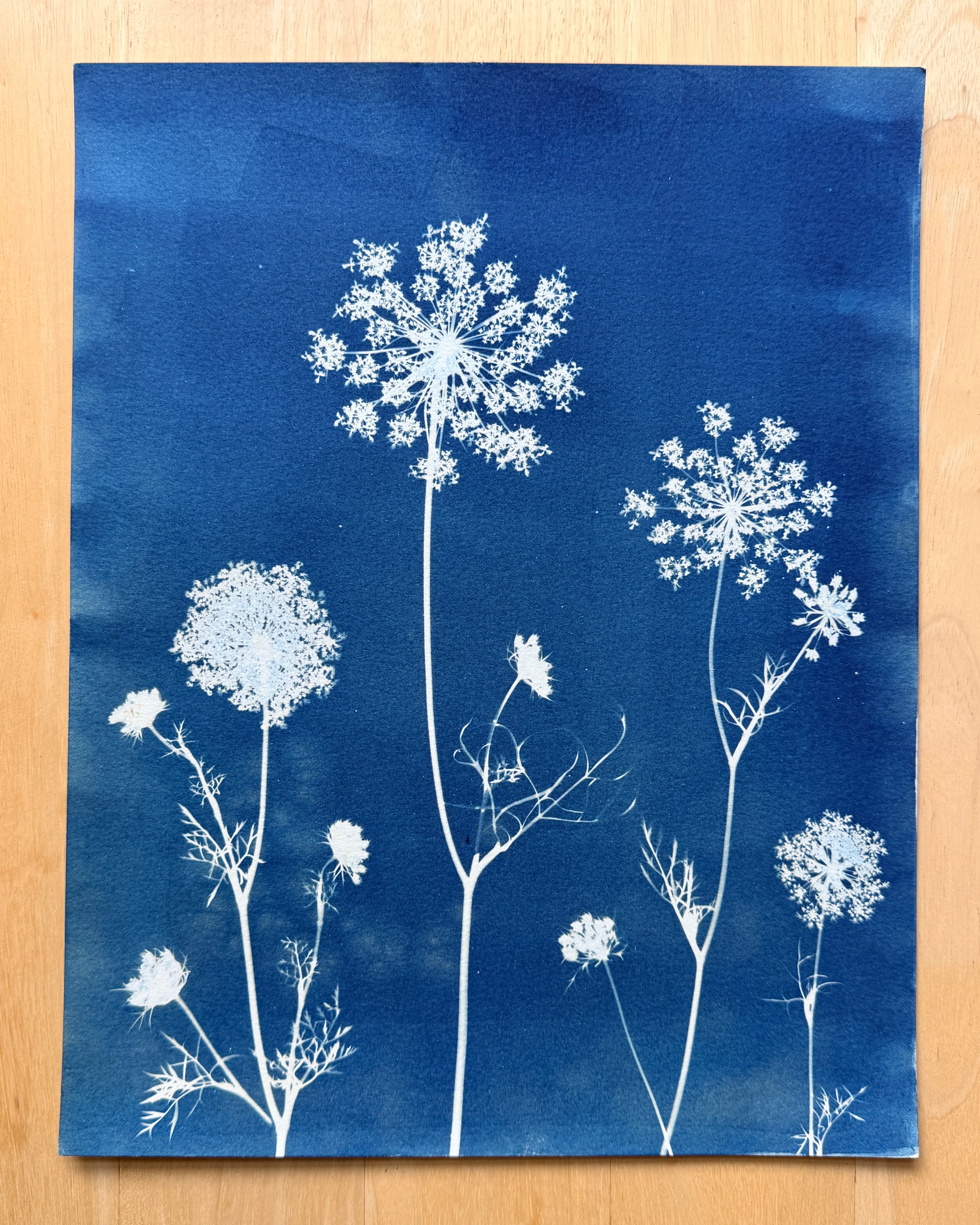 Meadow Lace no. 1