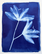 Sister Lilies