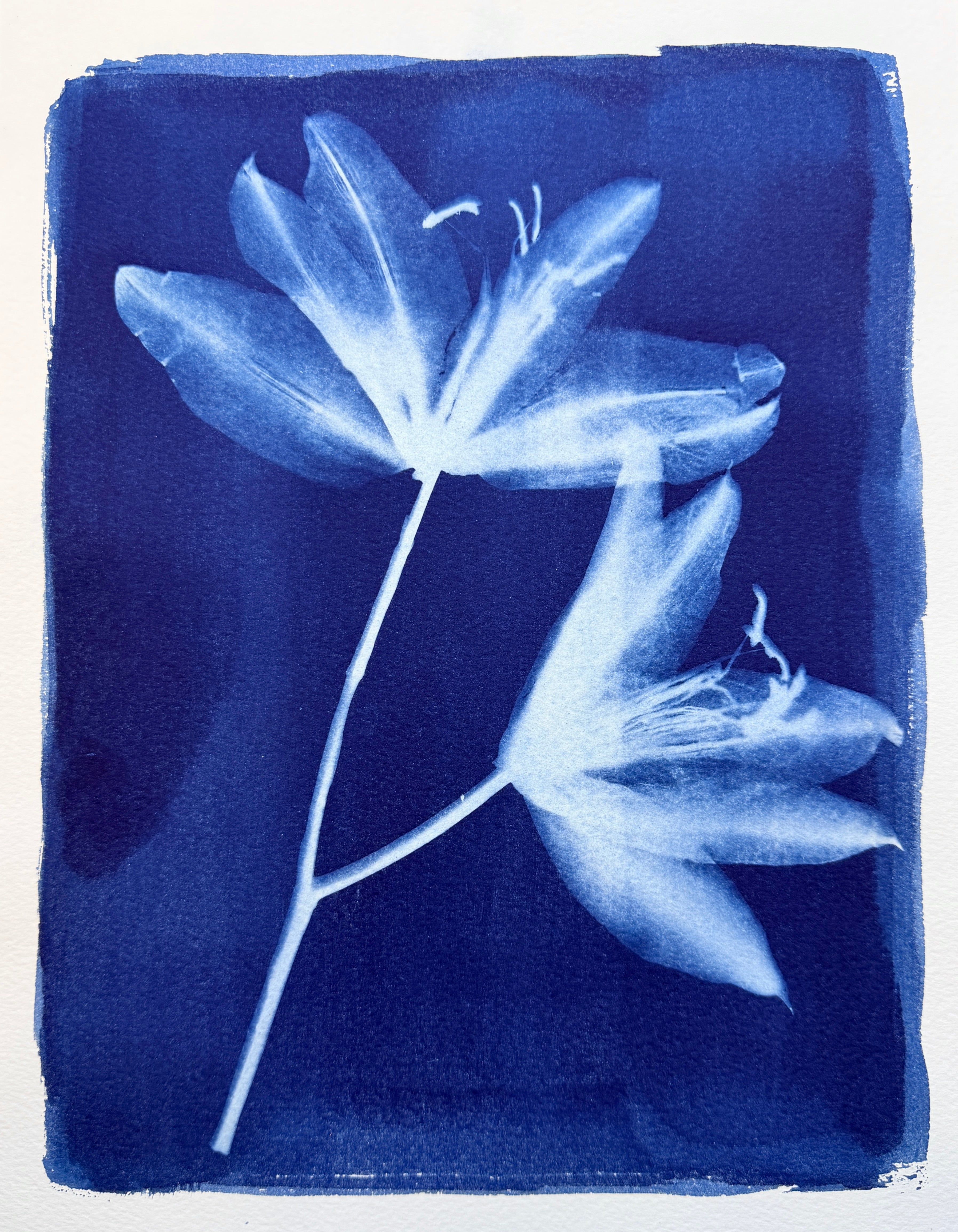 Sister Lilies