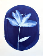 Portrait of a Lily no. 2