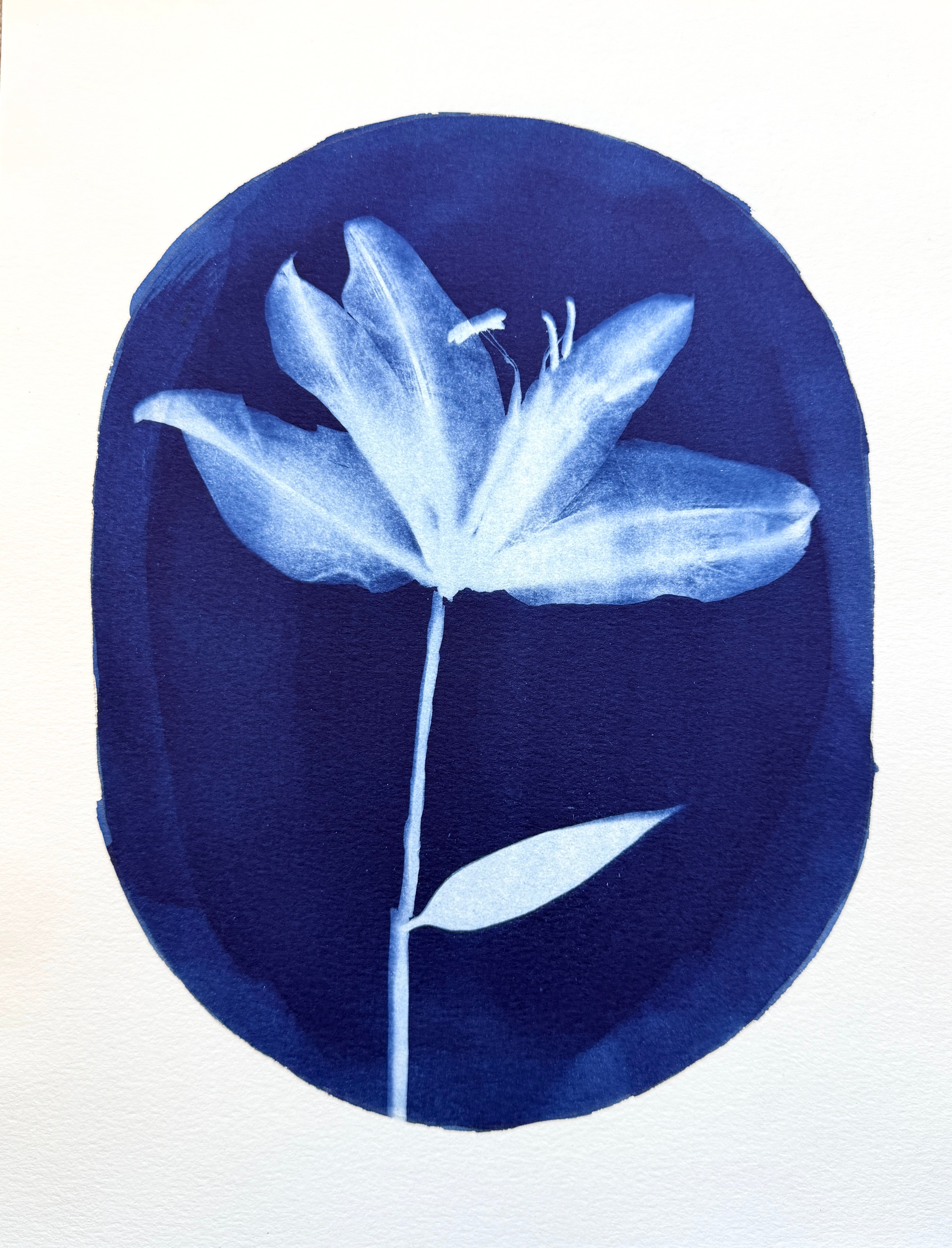 Portrait of a Lily no. 2