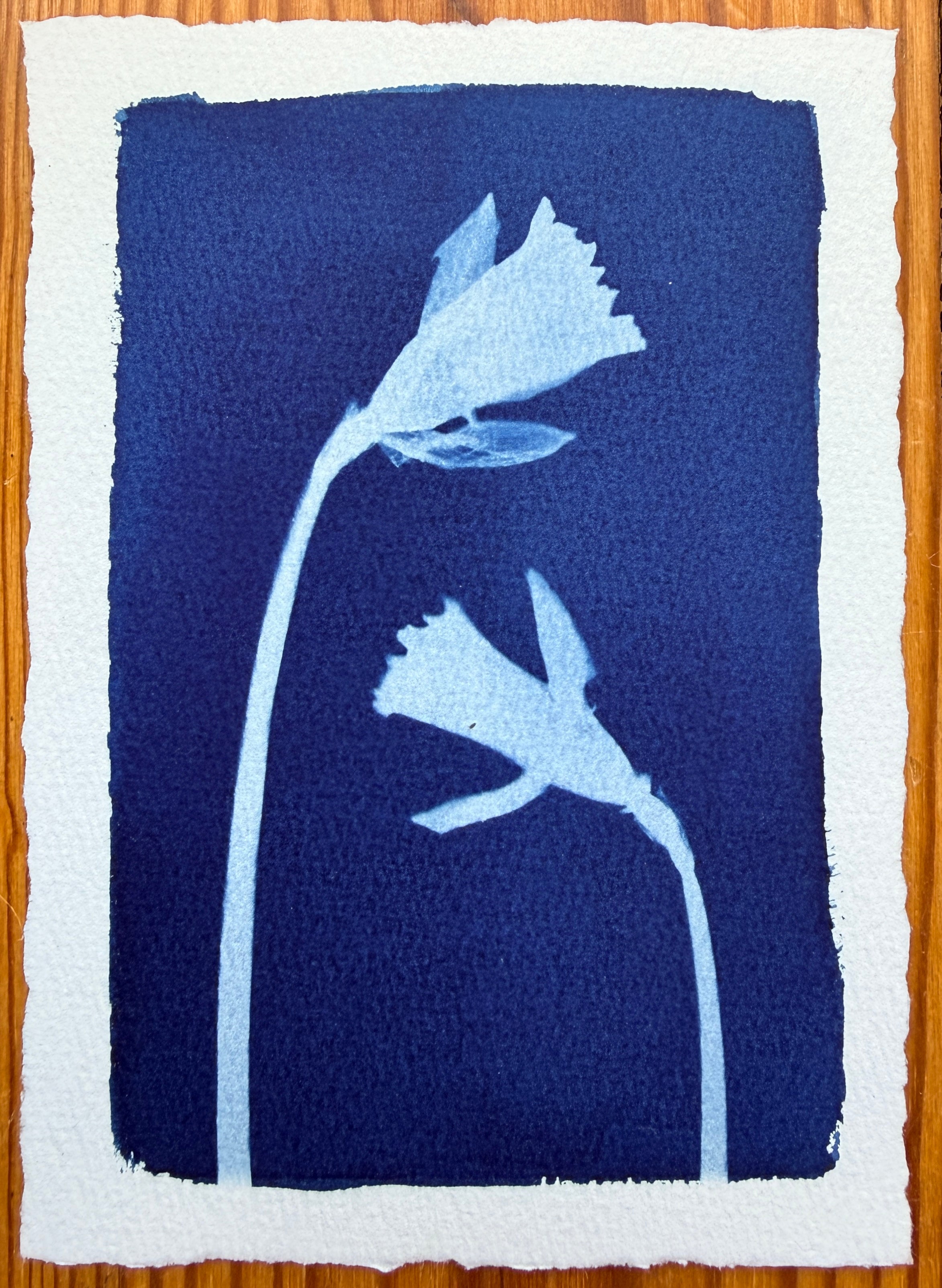 Daffodil Daughter no. 2