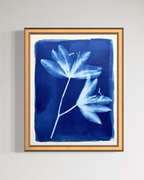 Sister Lilies