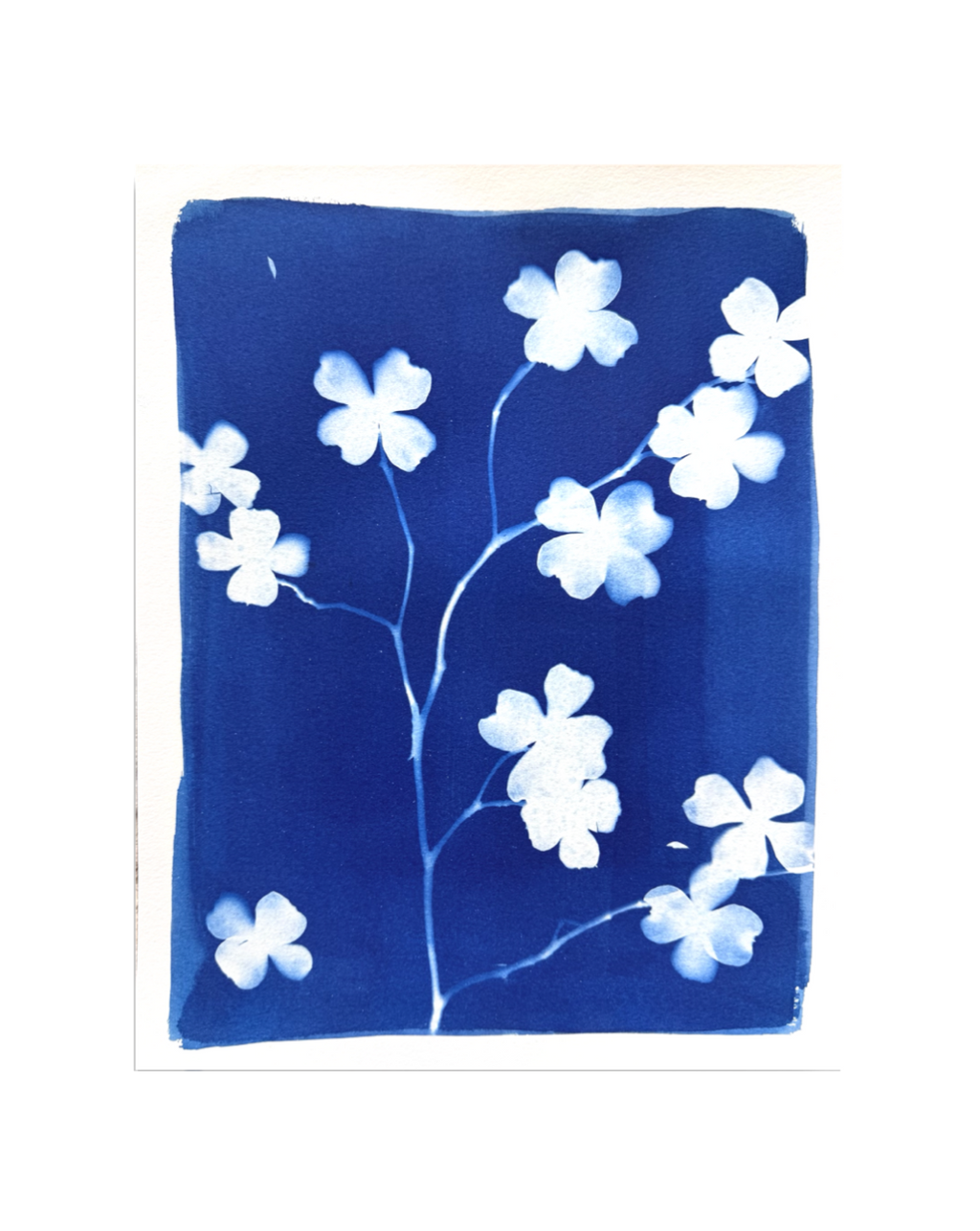 Dogwood in Bloom no. 2