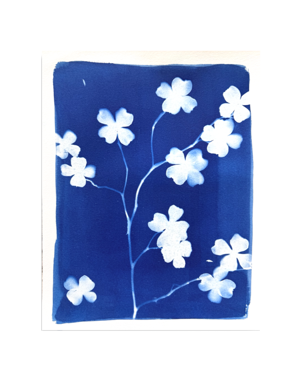 Dogwood in Bloom no. 2
