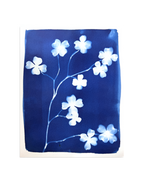 Dogwood in Bloom no. 1