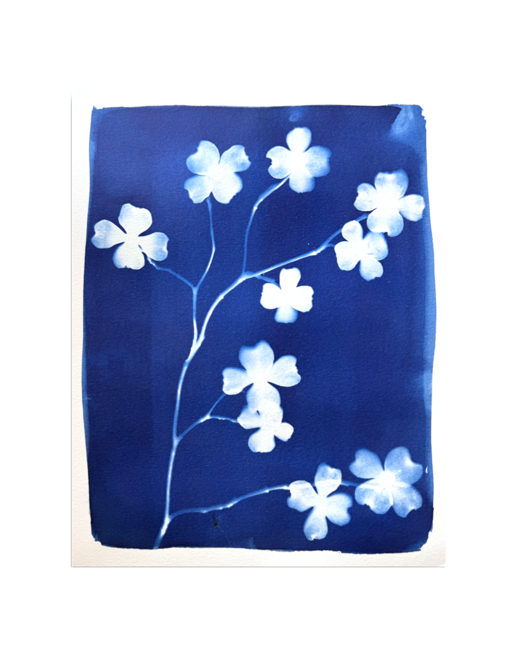 Dogwood in Bloom no. 1