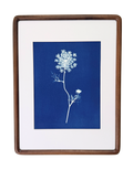 Quiet Lace no. 1