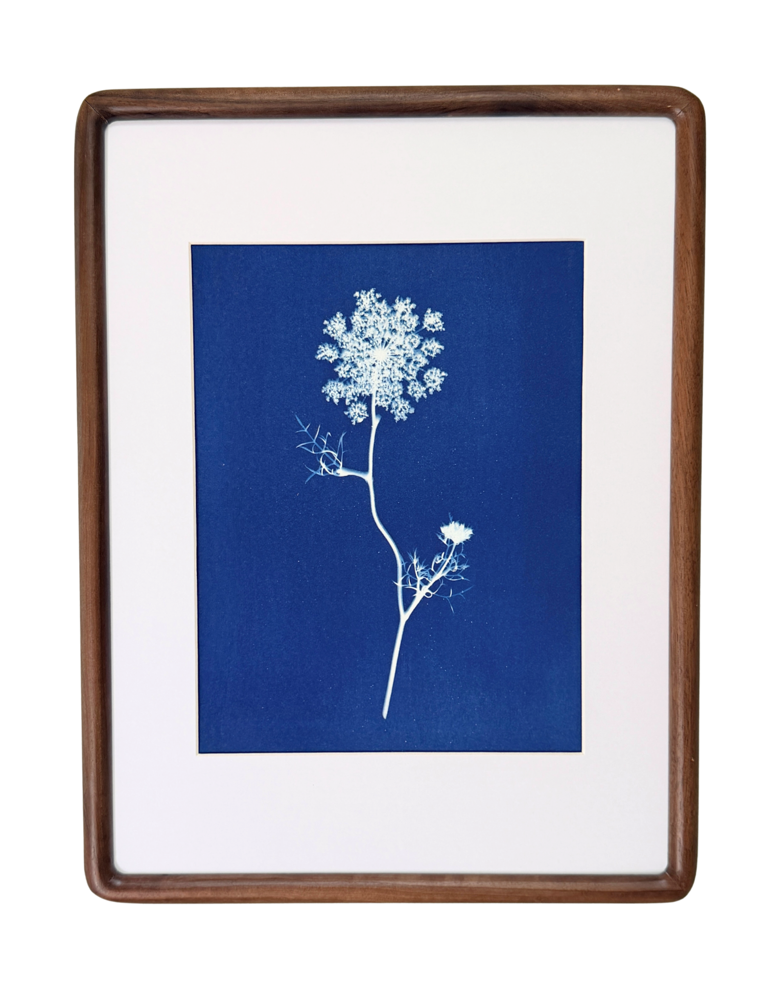 Quiet Lace no. 1