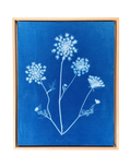 Meadow Queen