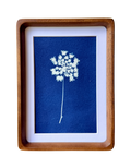 Little Lace no. 3