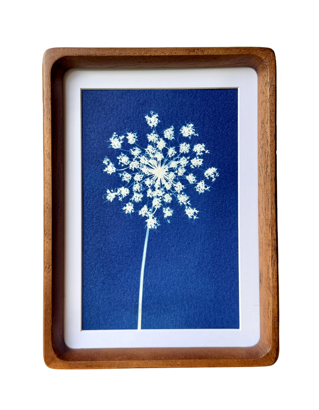 Little Lace no. 1