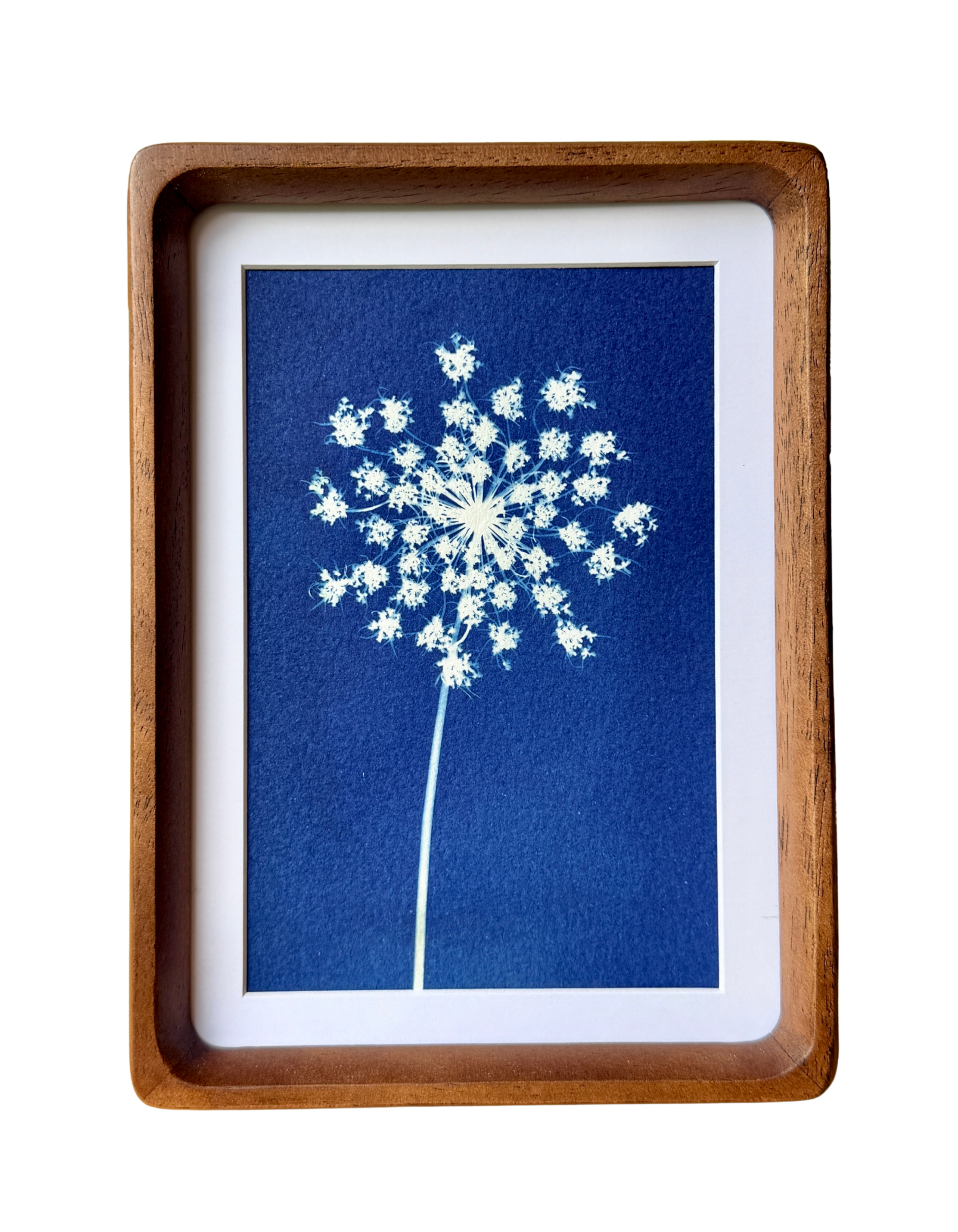 Little Lace no. 1