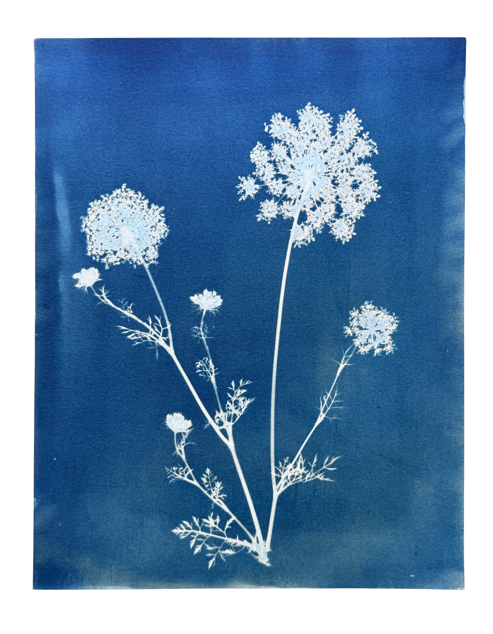 Meadow Lace no. 2