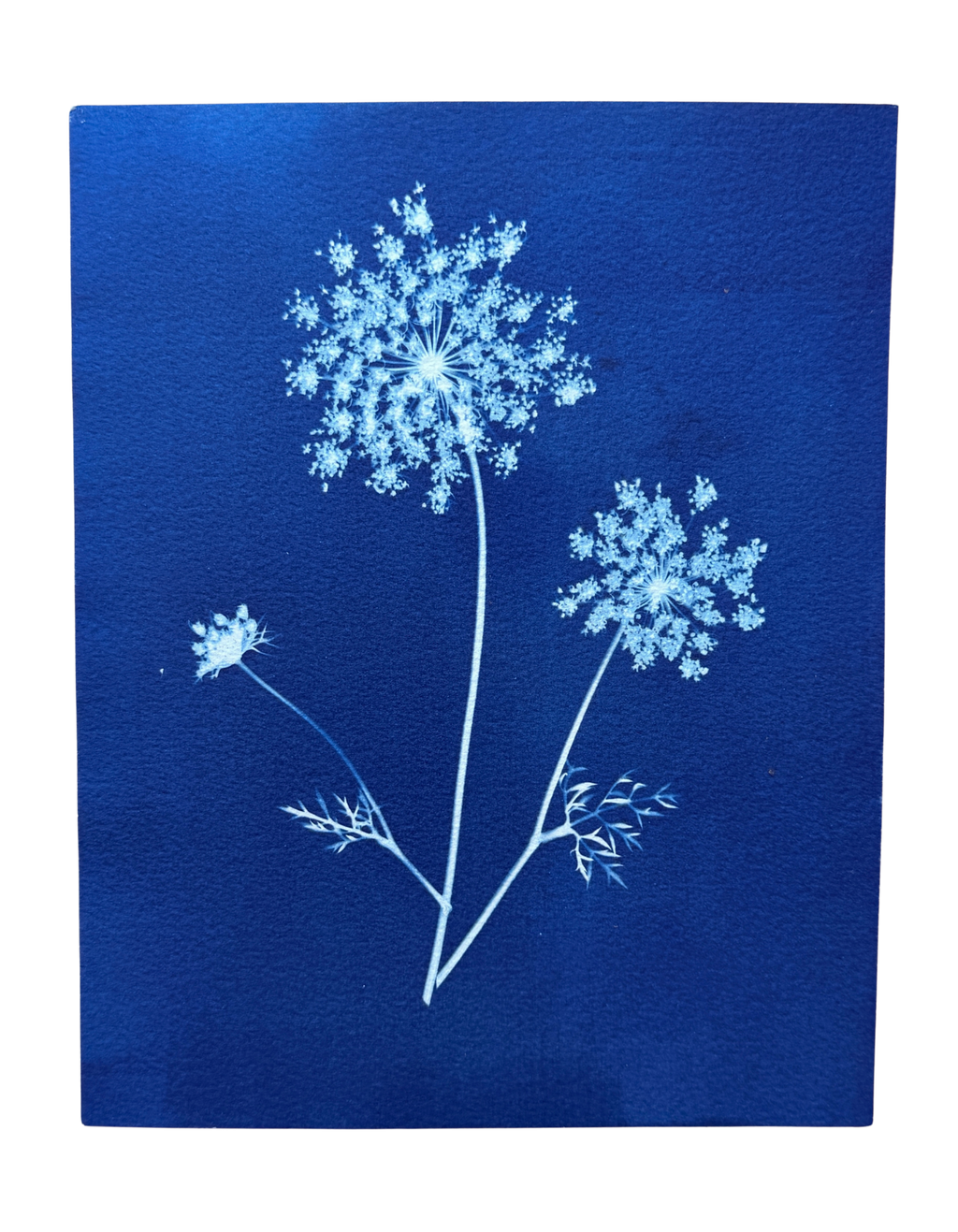 Summer Lace no. 1