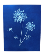 Summer Lace no. 1