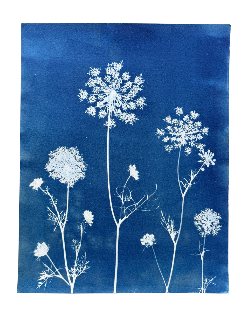 Meadow Lace no. 1